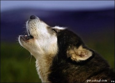 Effective Strategies to Stop Your Dog from Barking