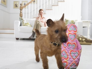 Train Your Dog to Retrieve Items from the Floor – A Simple Guide