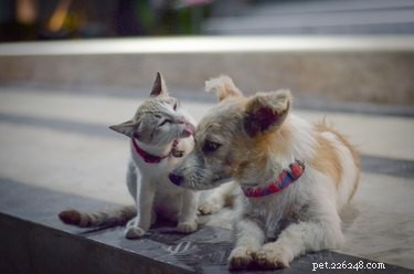 Teach Your Cat & Dog to Coexist Peacefully Without Aggression