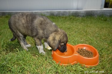 Preventing Your Dog from Tossing Its Water Bowl: Tips & Solutions