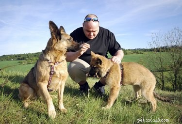 Introducing a New Puppy to Your Senior Dog: A Step‑by‑Step Guide