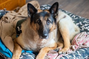 Teach Your Dog to Love Their Own Bed: Simple Steps for a Calm, Comfortable Sleep