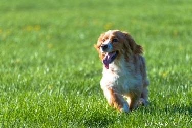 Train Your Dog to Use a Single Spot for Bathroom Needs