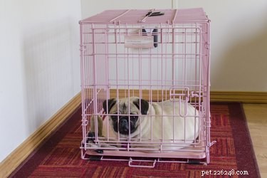 Step‑by‑Step Guide to Positive Crate Training for Your Puppy