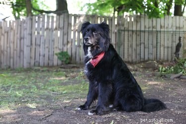 Teach Your Dog to Ring a Bell for Bathroom Breaks – Easy Training Steps
