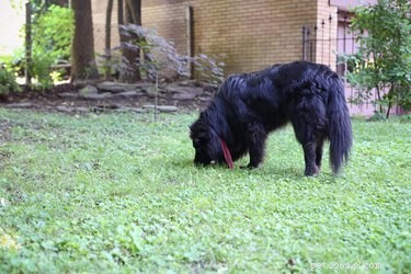 Teach Your Dog to Ring a Bell for Bathroom Breaks – Easy Training Steps