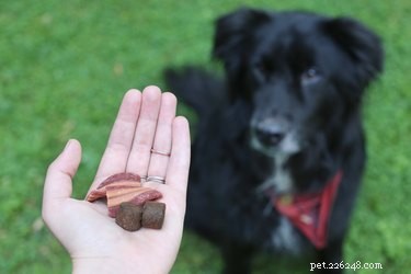 Teach Your Dog to Ring a Bell for Bathroom Breaks – Easy Training Steps
