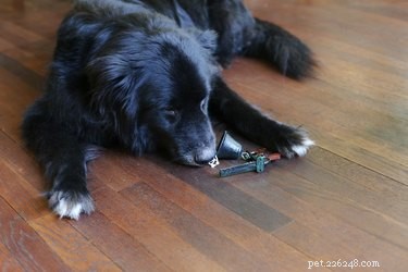 Teach Your Dog to Ring a Bell for Bathroom Breaks – Easy Training Steps