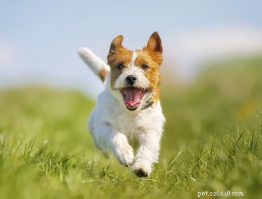 Mastering Dog Whistle Training: A Complete Guide for All Dog Owners