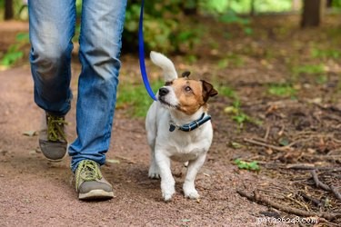 Teach Your Dog to Heel Instantly: A Proven 24-Hour Training Guide