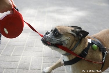Teach Your Dog to Heel Instantly: A Proven 24-Hour Training Guide