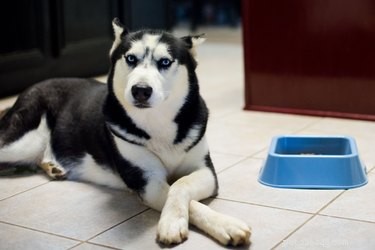 Helping Your Picky Dog Eat: Proven Strategies for a Healthy Diet