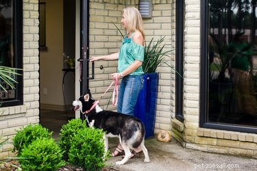 Helping Your Picky Dog Eat: Proven Strategies for a Healthy Diet