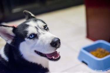 Helping Your Picky Dog Eat: Proven Strategies for a Healthy Diet