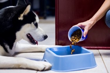 Helping Your Picky Dog Eat: Proven Strategies for a Healthy Diet