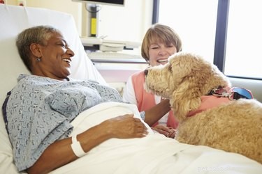 Master Therapy Dog Training: Steps, Certification, and Best Practices