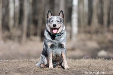 Master Blue Heeler Puppy Training: Tips for a Well‑Behaved, Energetic Companion