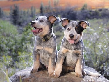 Master Blue Heeler Puppy Training: Tips for a Well‑Behaved, Energetic Companion