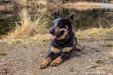 Master Blue Heeler Puppy Training: Tips for a Well‑Behaved, Energetic Companion