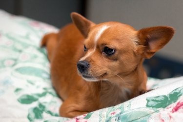 Effective Strategies to Keep Your Dog Off Furniture
