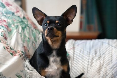 Effective Strategies to Keep Your Dog Off Furniture