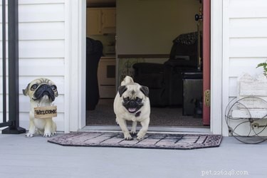 Master the  Come  Command: Proven Techniques for Reliable Recall