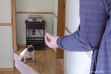 Master the  Come  Command: Proven Techniques for Reliable Recall