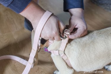 Master the  Come  Command: Proven Techniques for Reliable Recall