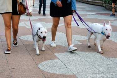 Top 2022 Dog Leashes: Durable, Comfortable, and Safe
