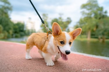 Top 2022 Dog Leashes: Durable, Comfortable, and Safe