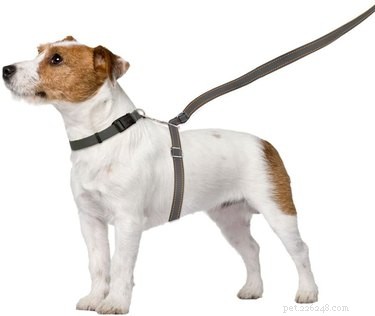 Top 2022 Dog Leashes: Durable, Comfortable, and Safe