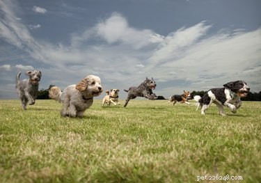 Fast CAT Explained: The Thrilling 100‑Yard Dog Sprint Sport Growing Rapidly