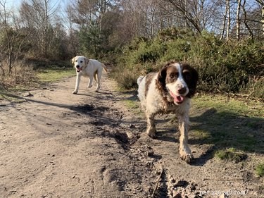 Fast CAT Explained: The Thrilling 100‑Yard Dog Sprint Sport Growing Rapidly