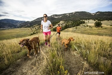 Fast CAT Explained: The Thrilling 100‑Yard Dog Sprint Sport Growing Rapidly