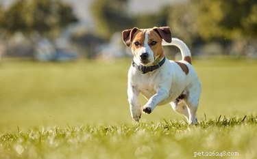 Best Dog Collars 2022: Comfort & Safety Guide