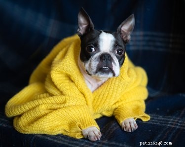How to Spot When Your Dog is Feeling Cold and Keep Them Warm