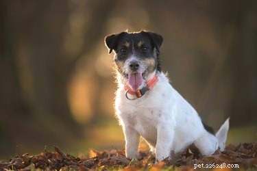How to Spot When Your Dog is Feeling Cold and Keep Them Warm