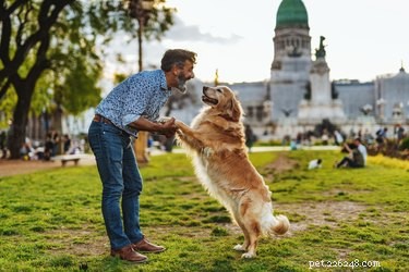 Do Dogs Truly Understand Human Facial Expressions?
