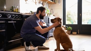 Do Dogs Truly Understand Human Facial Expressions?