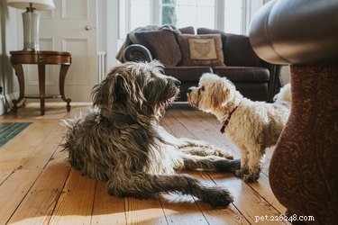 Do Dogs Truly Understand Human Facial Expressions?