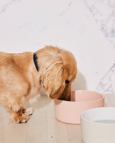 Top-Rated Ceramic Dog Bowls of 2022: Style Meets Durability
