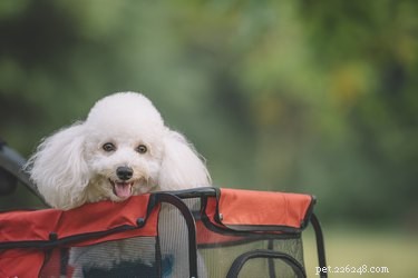 Top Dog Strollers of 2022: Comfort, Safety, and Style for Every Pup