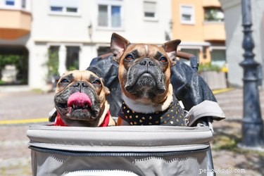 Top Dog Strollers of 2022: Comfort, Safety, and Style for Every Pup