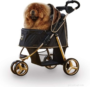 Top Dog Strollers of 2022: Comfort, Safety, and Style for Every Pup