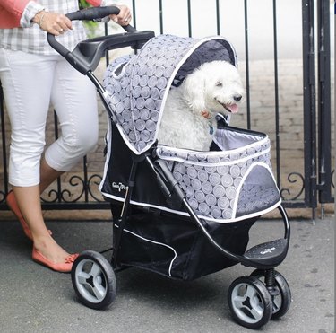 Top Dog Strollers of 2022: Comfort, Safety, and Style for Every Pup