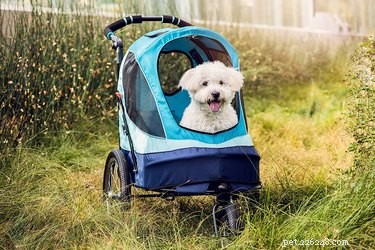 Top Dog Strollers of 2022: Comfort, Safety, and Style for Every Pup