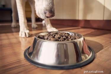 Top Stainless Steel Dog Bowls of 2022 – Durable, Hygienic, and Long-Lasting