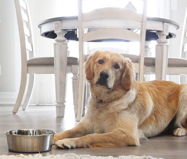 Top Stainless Steel Dog Bowls of 2022 – Durable, Hygienic, and Long-Lasting