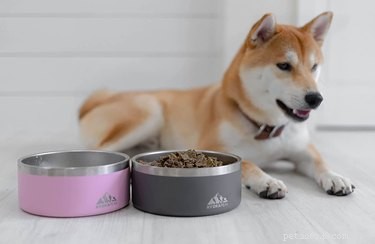 Top Stainless Steel Dog Bowls of 2022 – Durable, Hygienic, and Long-Lasting
