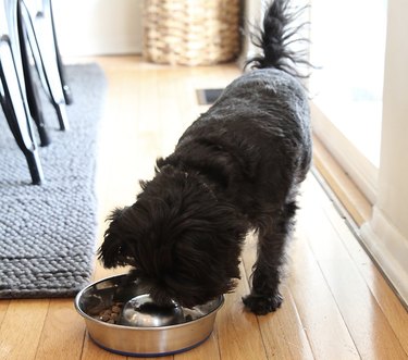Top Stainless Steel Dog Bowls of 2022 – Durable, Hygienic, and Long-Lasting